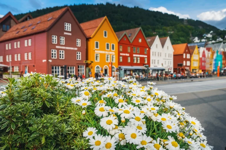 Mångfärgade blommor växer vid Bryggen - Hanseatic wharf i Bergen, Norge.
